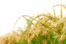 Rice-bran-3