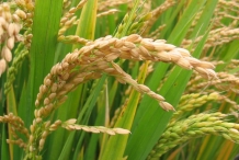 Rice-bran-5