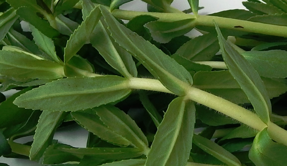 Closer-view-of-leaves-of-Rice-paddy-herb