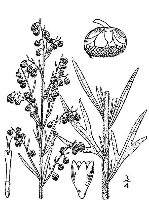 Plant-Illustration-of-Rice-paddy-herb