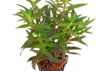 Rice-paddy-herb-grown-on-pot