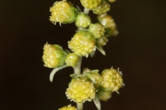 Closer-view-of-flower-of-Rice-paddy-herb