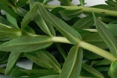 Closer-view-of-leaves-of-Rice-paddy-herb