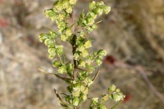 Flowers-of-Rice-paddy-herb