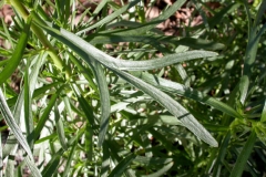 Leaves-of-Rice-paddy-herb