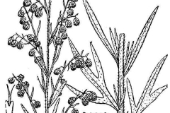 Plant-Illustration-of-Rice-paddy-herb