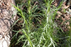 Rice-paddy-herb