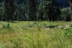 Rice-paddy-herb-growing-wild