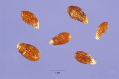 Seeds-of-Rice-paddy-herb