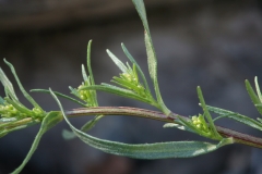 Stem-of-Rice-paddy-herb