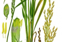 Illustration-of-Rice-plant