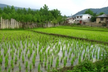 Rice-farm