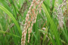 Rice-grain