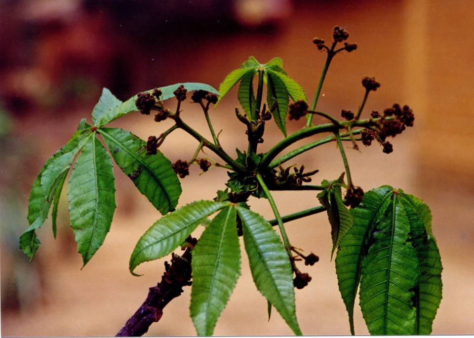 Flowering-branch-of-Ricinodendron