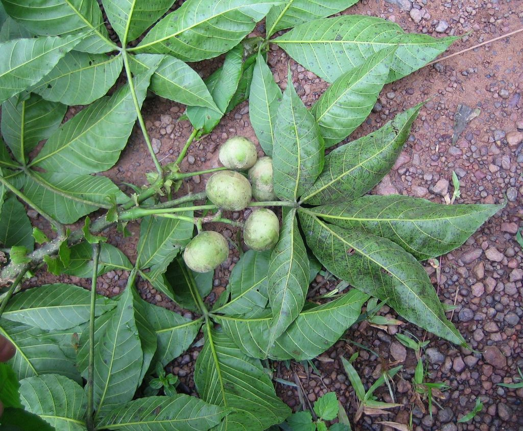 Immature-fruits-of-Ricinodendron