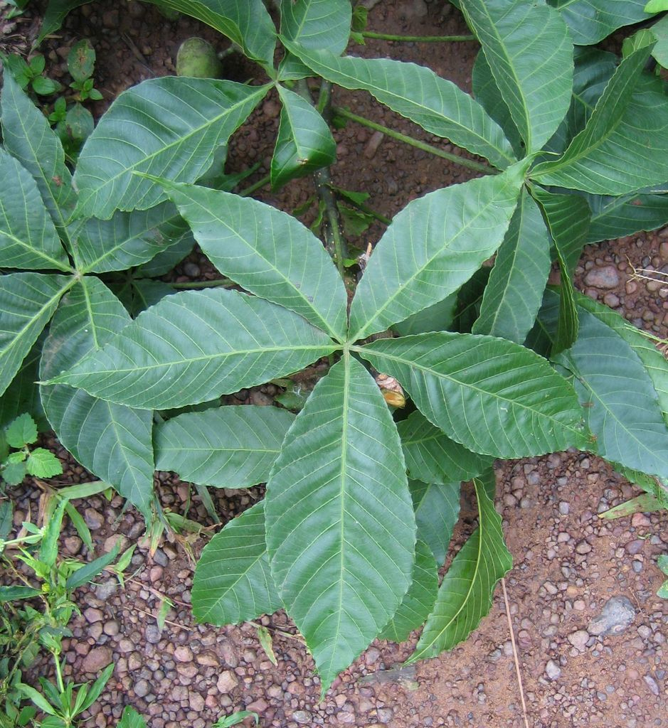 Leaves-of-Ricinodendron
