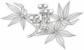 Sketch-of-Ricinodendron