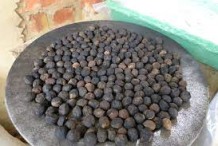 Mature-fruits-of-Ricinodendron