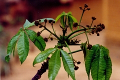 Flowering-branch-of-Ricinodendron
