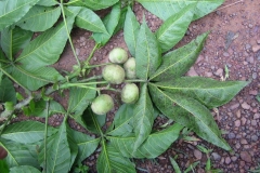 Immature-fruits-of-Ricinodendron