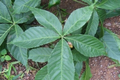 Leaves-of-Ricinodendron