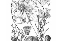 Plant-Illustration-of-Ricinodendron