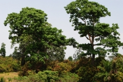 Ricinodendron-tree-growing-wild