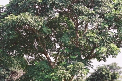 Ricinodendron-tree
