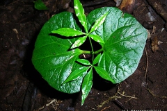 Sapling-of-Ricinodendron