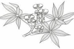 Sketch-of-Ricinodendron