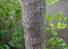 Trunk-of-Ricinodendron