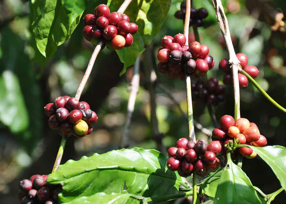 Robusta-coffee-plants-with-ripe-fruit