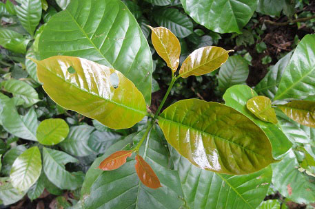Young-leaves-of-Robusta-Coffee