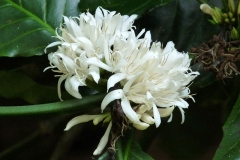 Closer-view-of-flower-of-Robusta-Coffee-