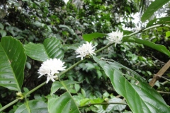 Flower-of-Robusta-Coffee