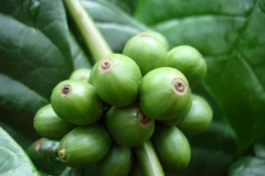 Immature-Robusta-Coffee