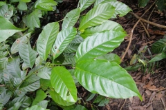Leaves-of-Robusta-Coffee