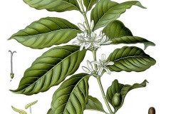 Plant-Illustration-of-Robusta-Coffee