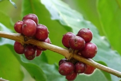 Ripe-berries-of-Robusta-Coffee