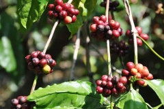 Robusta-coffee-plants-with-ripe-fruit