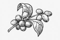 Sketch-of-Robusta-Coffee