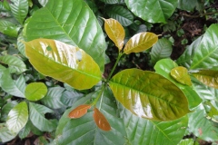 Young-leaves-of-Robusta-Coffee