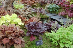Different-varieties-of-Rock-Geranium