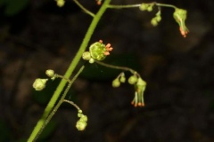 Flower-of-Rock-Geranium