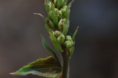Flowering-Stalk-of-Rock-Geranium