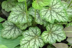 Leaves-of-Rock-Geranium