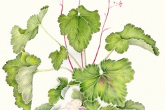 Plant-illustration-of-Rock-Geranium