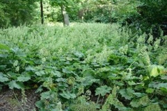 Rock-Geranium-plant-growing-wild