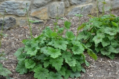Rock-Geranium-plant