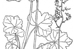 Sketch-of-Rock-Geranium